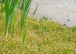 Cotula coronopifolia / Lúgvirág